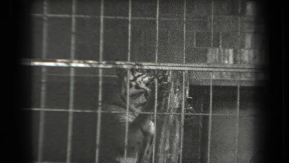 A caged tiger appears behind square metal bars in a New York zoo home-movie frame from the 1930s.
