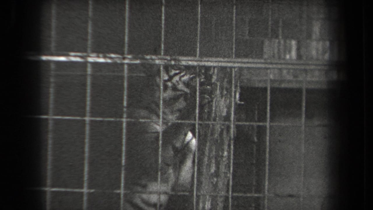 Tiger partly hidden behind metal bars beside a vertical post in a zoo enclosure.