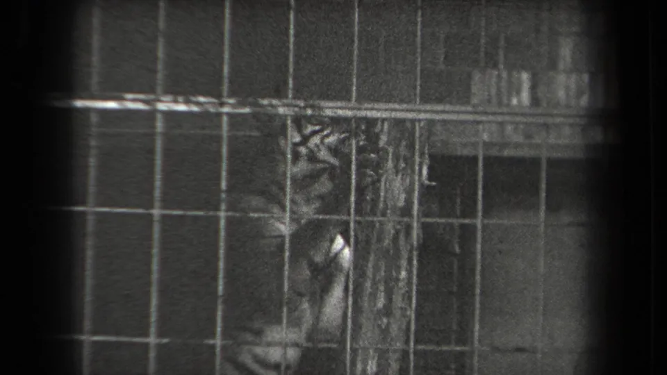 In metadata-supported 1939 New York zoo footage, a tiger stands behind metal bars near a vertical scratching post.