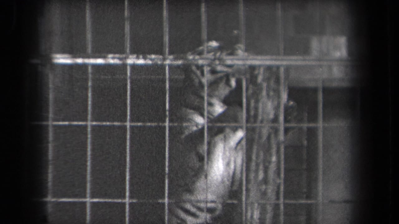 A tiger in the New York zoo enclosure presses near the scratching post, seen through closely spaced metal bars.
