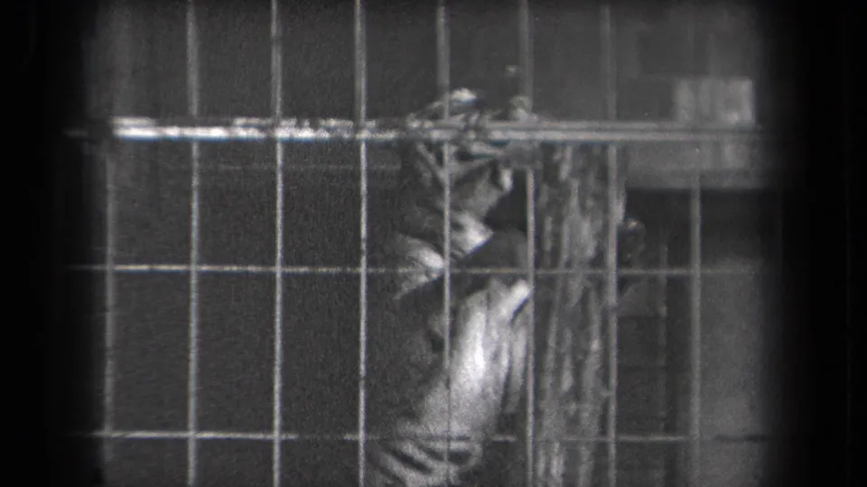 A tiger in the New York zoo enclosure presses near the scratching post, seen through closely spaced metal bars.