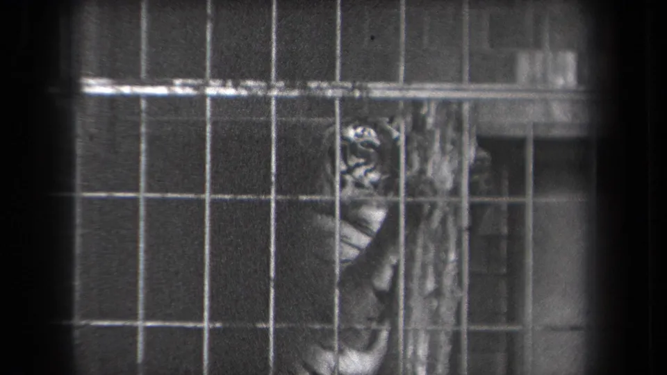 The tiger shifts beside the vertical post, its stripes and body shape visible through the barred zoo enclosure.
