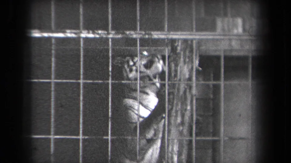 At the end of the clip, the tiger remains behind metal bars beside the post, its side catching the brightest exposure.