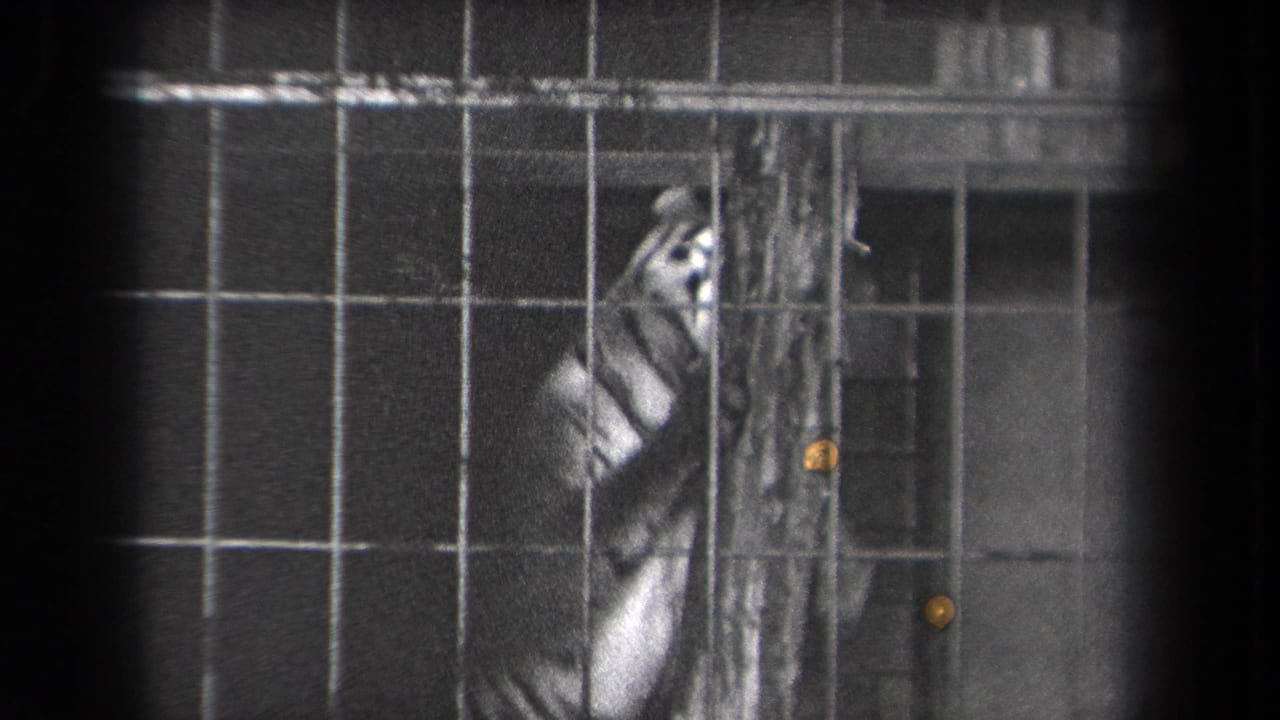 In 1939 New York home-movie footage, a tiger stands behind a gridded zoo cage near a vertical pole.
