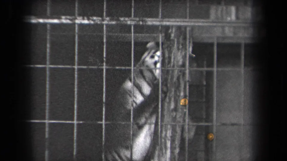 In 1939 New York home-movie footage, a tiger stands behind a gridded zoo cage near a vertical pole.