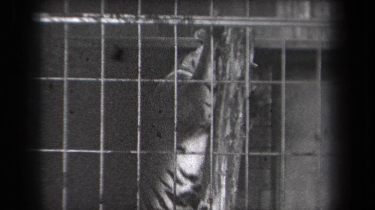 The tiger remains behind the metal cage grid, with its striped body partly hidden by the pole and dark frame edges.