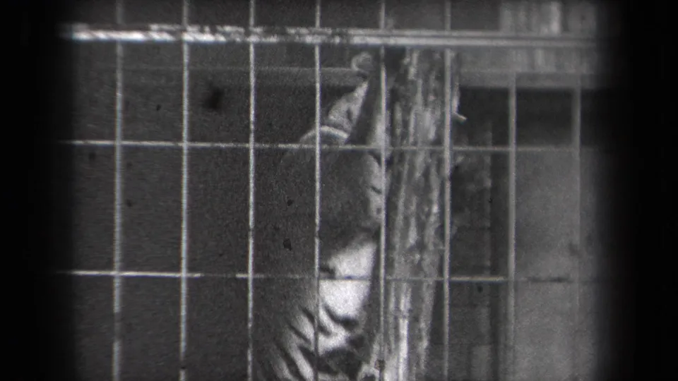 The tiger remains behind the metal cage grid, with its striped body partly hidden by the pole and dark frame edges.
