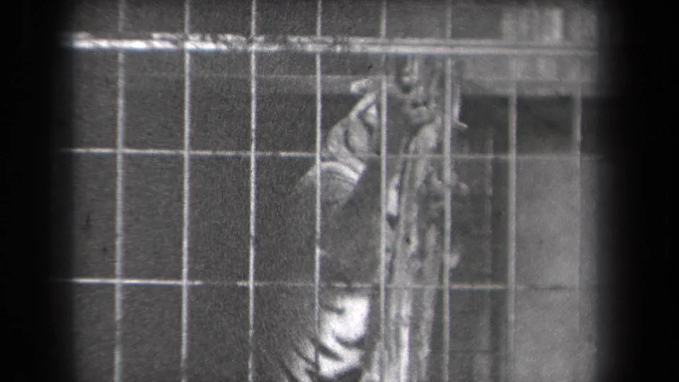 A tiger is filmed through the zoo enclosure grid, its body and head partly obscured by the pole and cage bars.