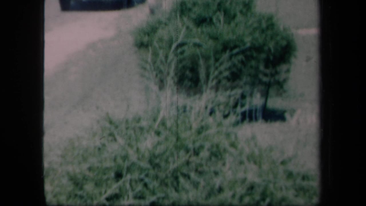 Soft 8mm frame of leafy bushes and grass seen across a sunlit yard.