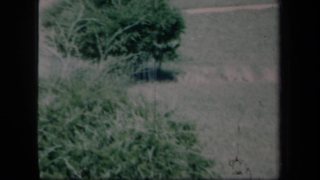 Leafy bushes and grass in a quiet yard, framed by dark film borders.