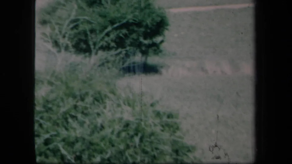 1958 New York yard view with two leafy shrubs, grass, and soft daylight color from an 8mm home-movie scan.