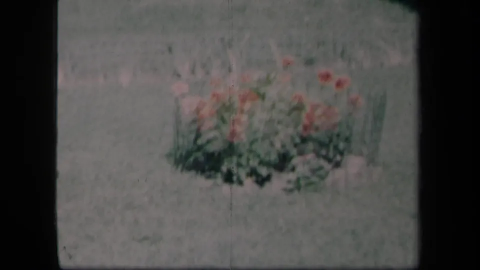 1958 New York yard frame with a pink flowering plant cluster on the lawn, backed by soft green shrubs and visible film wear.