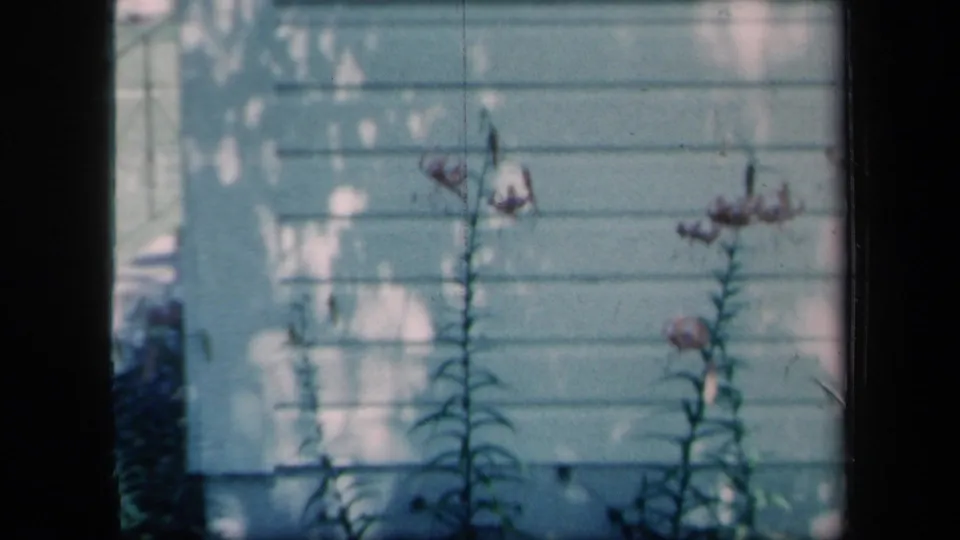 1958 New York 8mm frame showing tall flowering plants beside a white house wall with horizontal siding and dappled light.