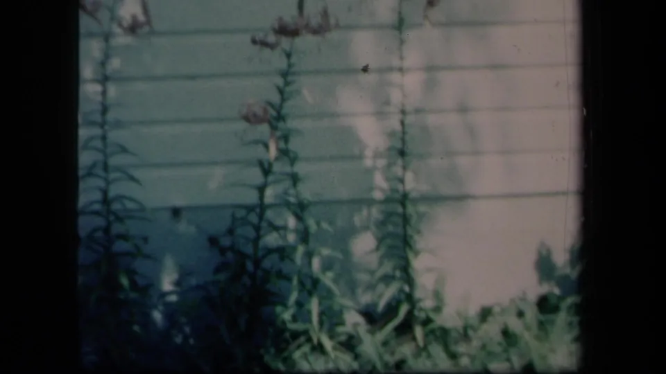 1958 New York home-movie frame of flowering plants along a white-sided house, with leafy shadows and a downspout at the edge.
