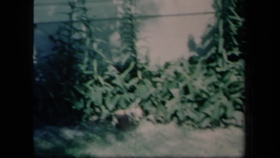 1958 New York 8mm frame showing dense greenery beside a light-colored building wall, with soft focus and dark contact-sheet edges.
