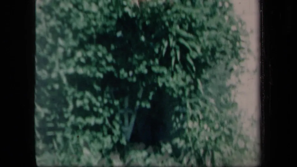 1958 8mm frame from New York metadata showing soft green plants or foliage, with heavy grain and uncertain interior or garden context.