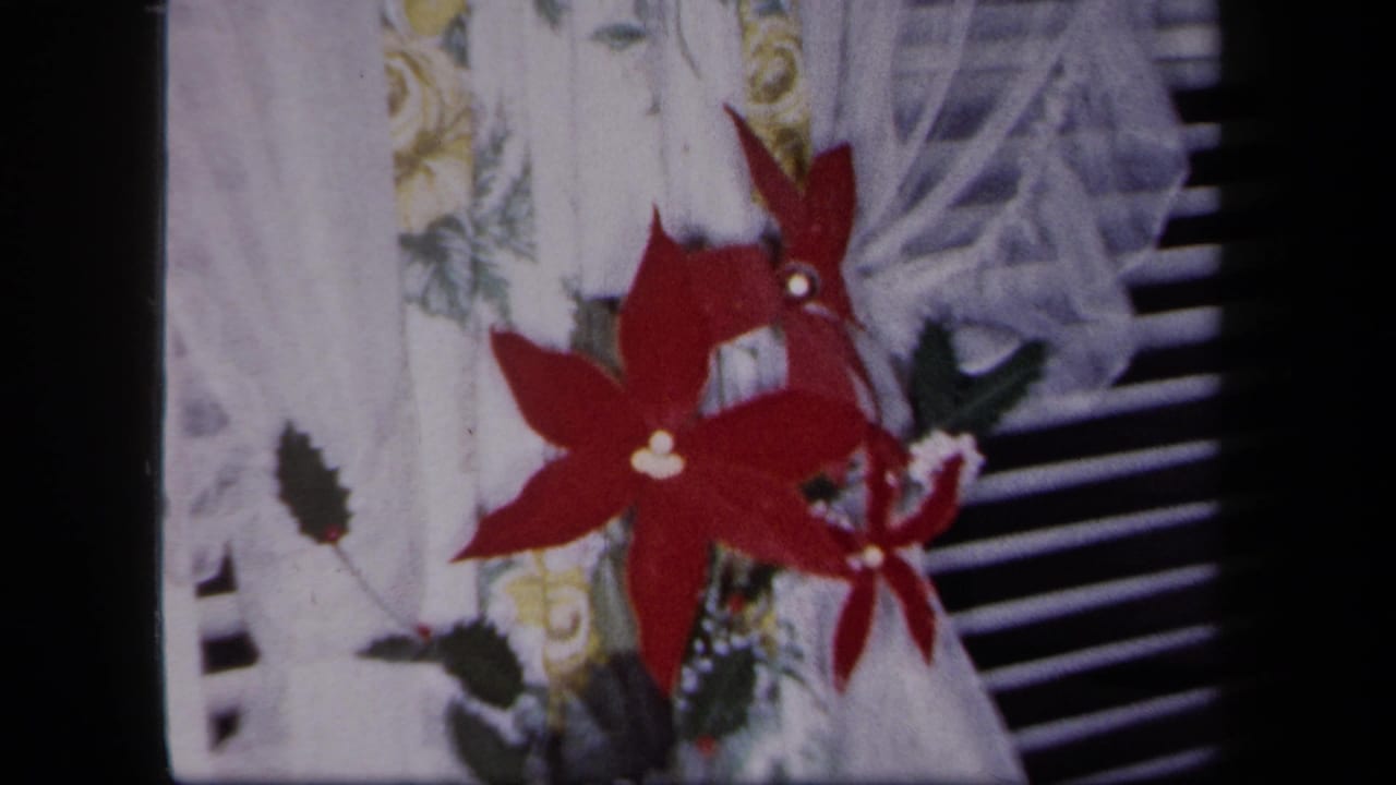 1958 New York 8mm frame showing red poinsettia flowers with green leaves against a white curtain and blinds.