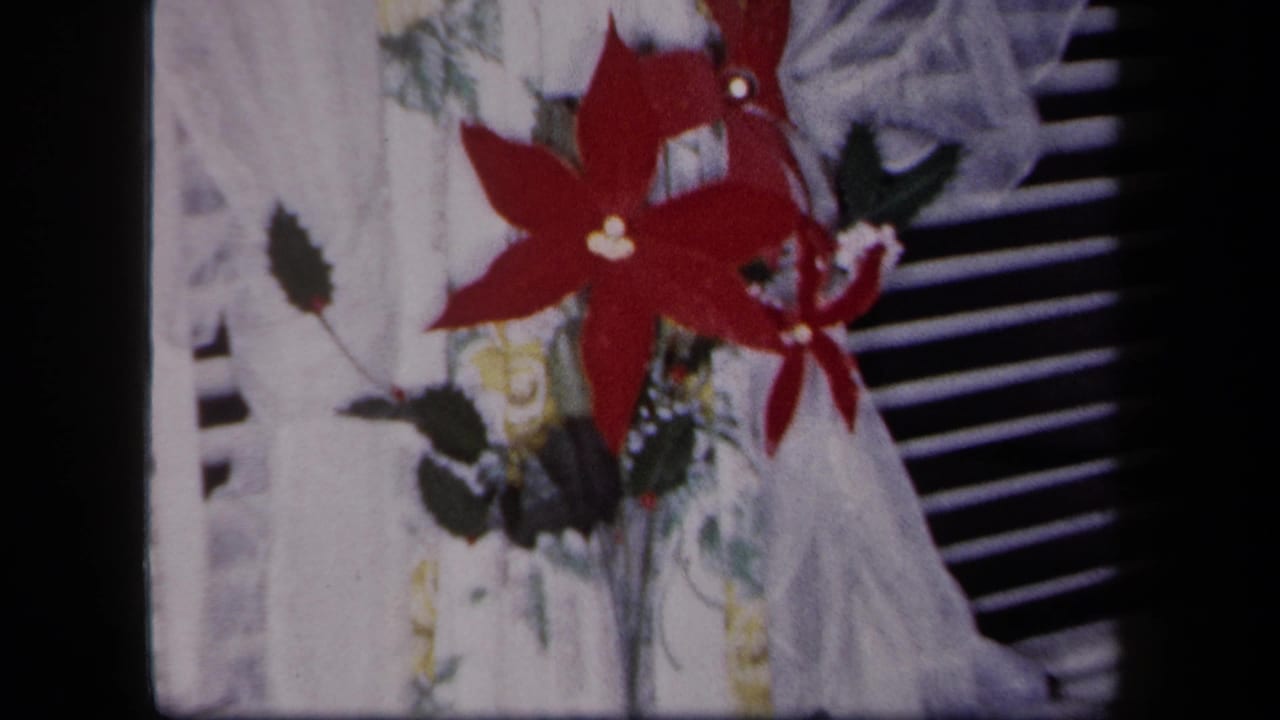 1958 New York holiday interior detail with red poinsettias and foliage near a white curtain and Venetian blinds.