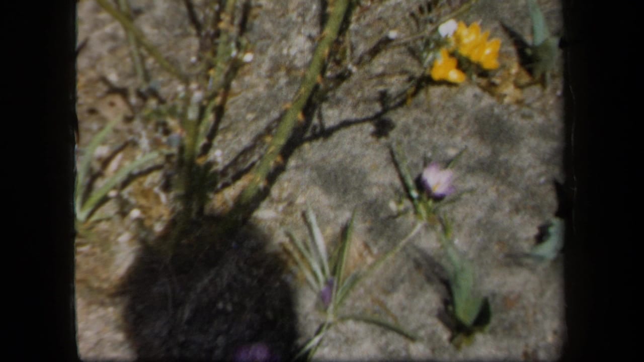 1958 8mm home-movie frame from New York showing small purple and yellow flowers in a neglected garden area with dry stems and grey paving.