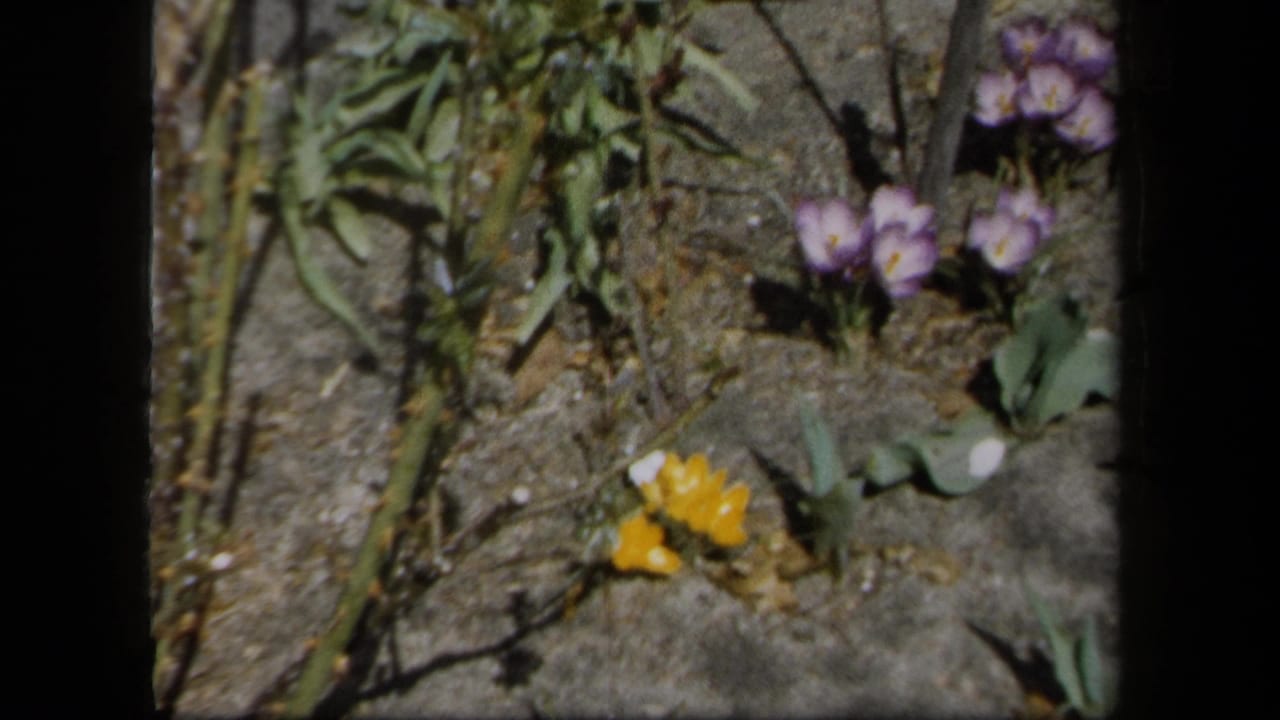 Close 8mm frame of yellow blooms, purple flowers, thin stems, and sparse leaves against cracked grey garden paving in New York footage.
