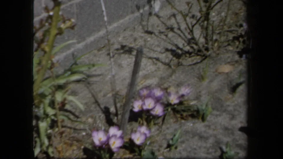 1958 New York 8mm frame showing low purple flowers, dry garden stems, sparse greenery, and cracked grey ground in soft focus.