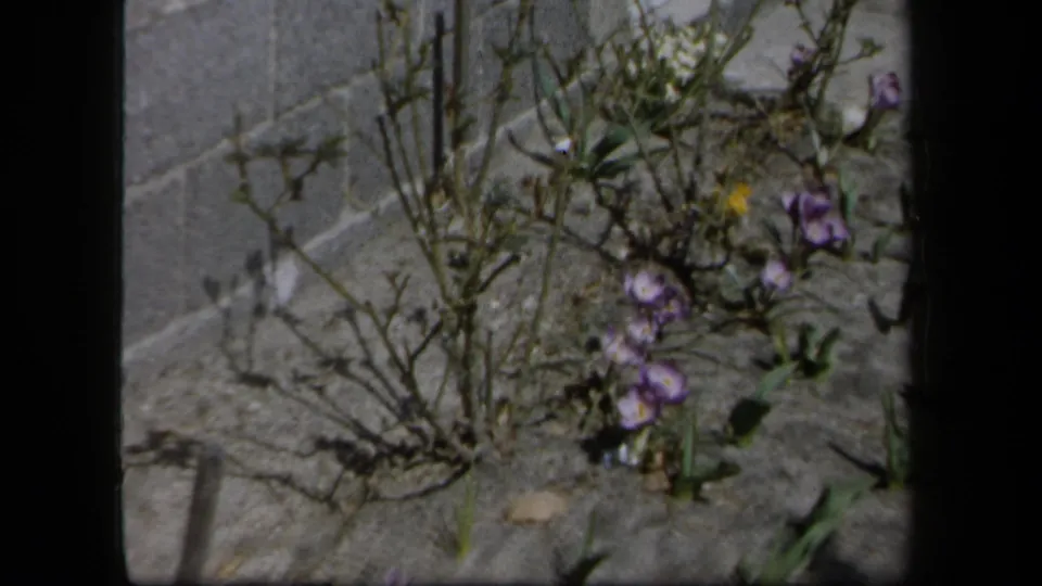 Soft 8mm frame of a neglected New York garden patch with purple flowers, a small yellow bloom, dry stems, leaves, and cracked concrete.