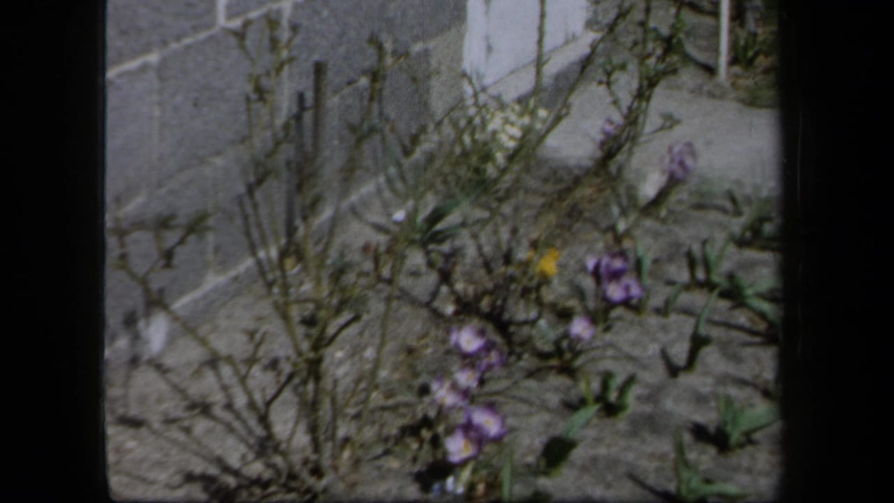 1958 New York 8mm frame showing purple crocuses, bare soil, sparse stems, and a masonry wall in soft focus.