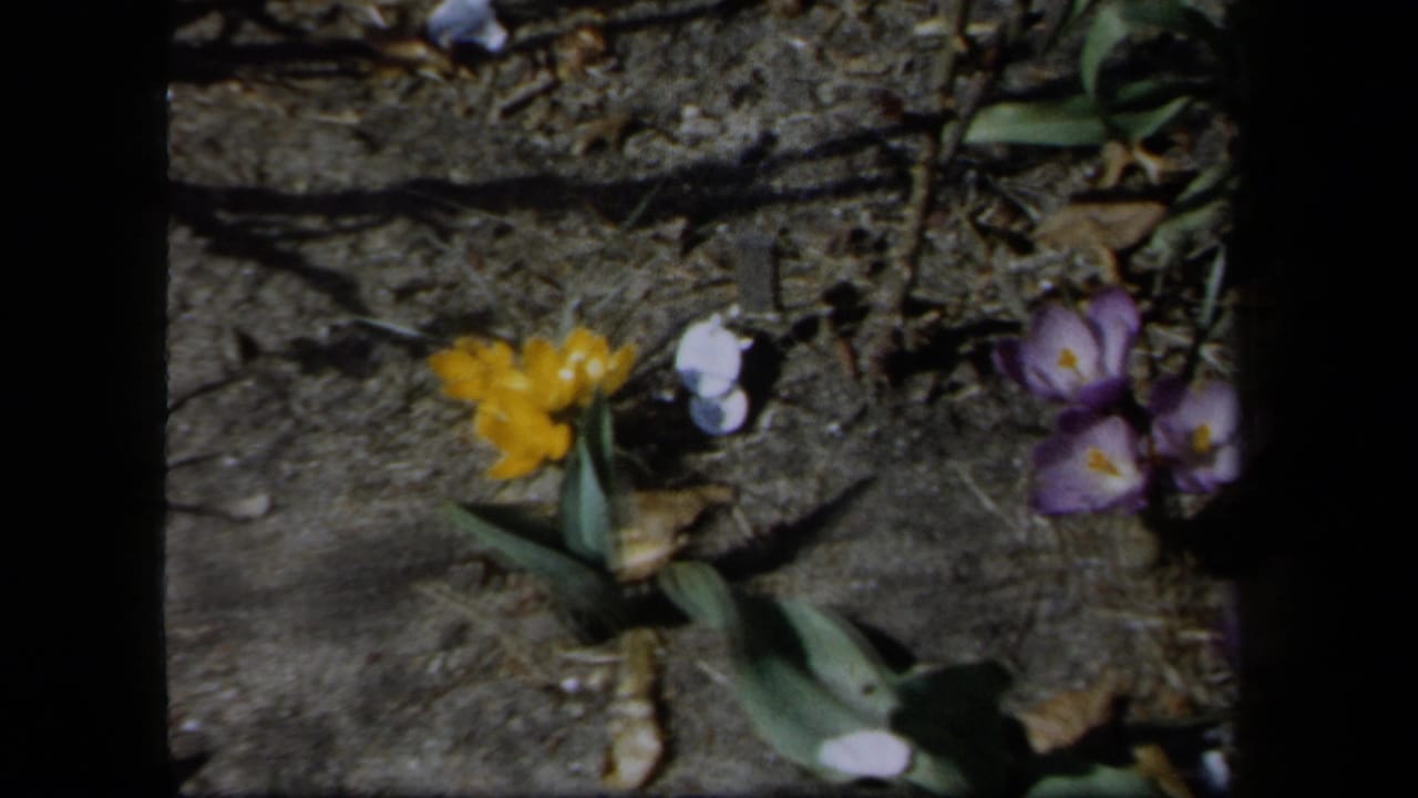 1958 New York 8mm frame with a yellow flower, purple crocuses, green leaves, dry soil, and dark film borders.