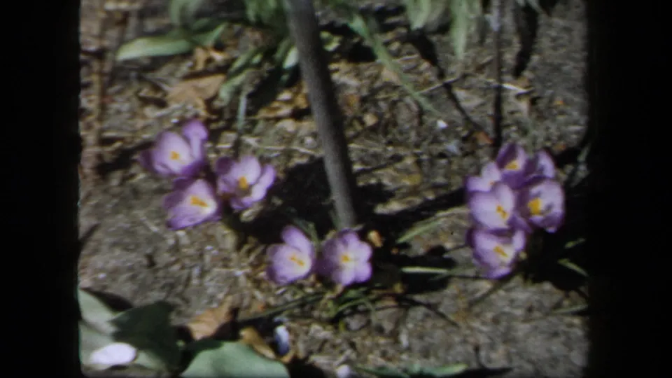 1958 New York 8mm frame showing clustered purple crocuses, dry soil, green shoots, and strong outdoor shadows.