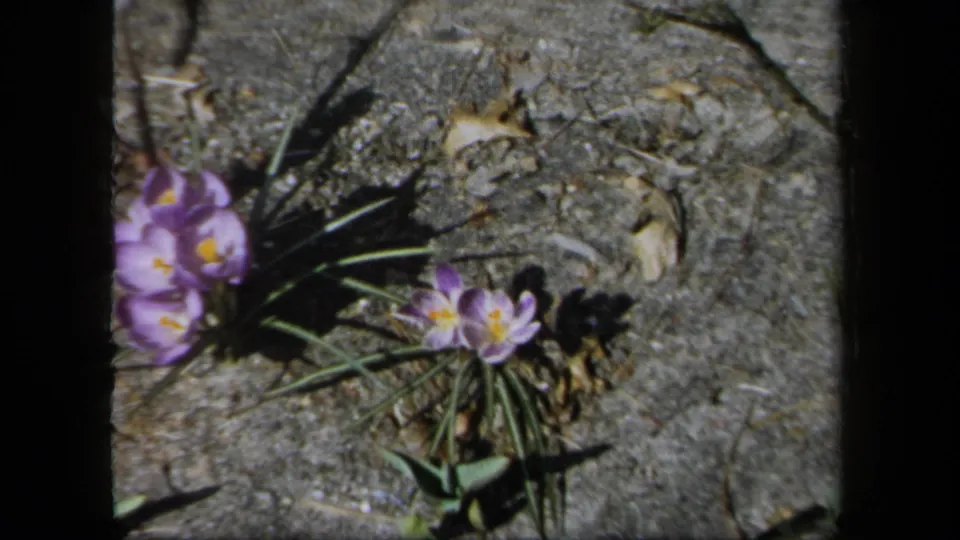 1958 New York 8mm frame with purple crocuses, green leaves, bare soil, small twigs, and visible film-frame edges.