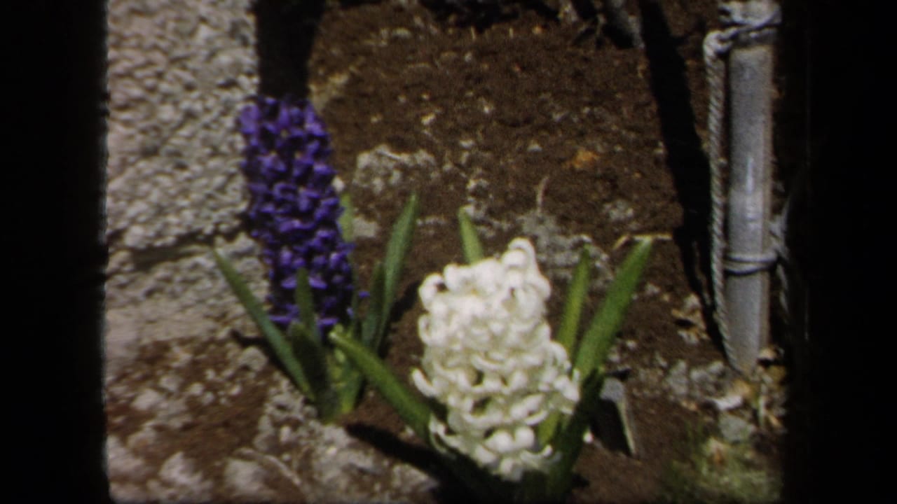 1958 New York 8mm frame showing purple and white hyacinths in a garden bed with soil, leaves, and a fence behind them.