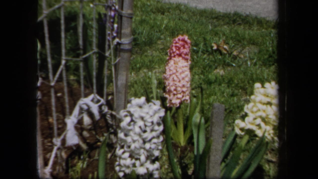 1958 New York 8mm frame with pink, white, and pale yellow hyacinths growing near a wire fence, lawn, and garden post.