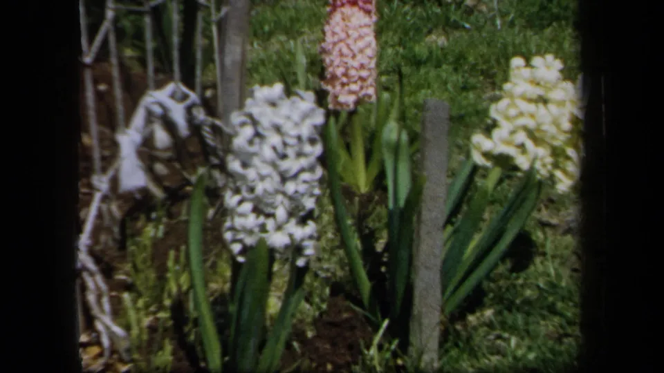 1958 New York 8mm frame showing a close cluster of hyacinths, green leaves, grass, soil, and a fence post in a home garden.