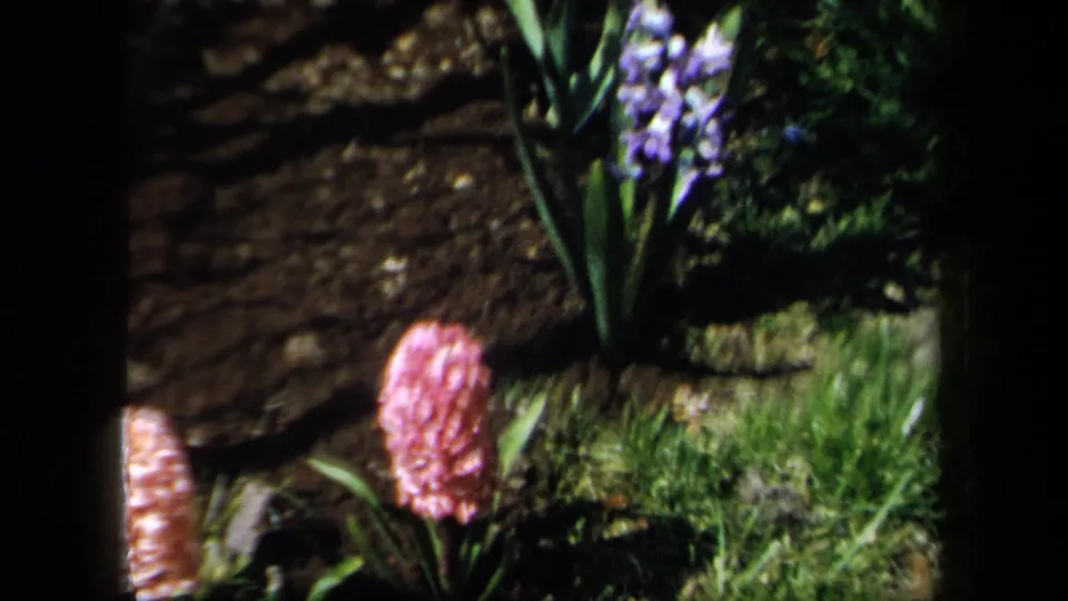 1958 New York 8mm frame showing pink and purple hyacinths with green leaves, grass, soil, and strong shadow in a garden.