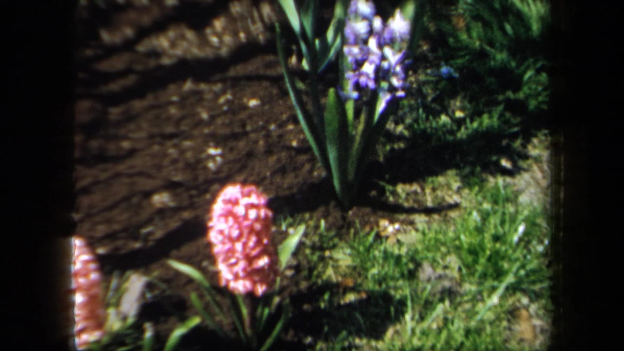 1958 New York 8mm frame showing pink hyacinths, purple blooms, grass, and dark soil in a backyard garden.