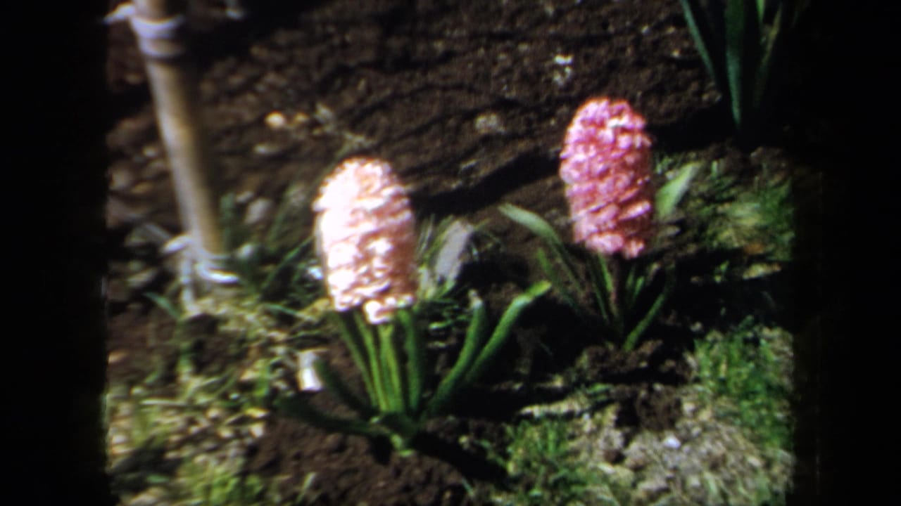 Close view of pink hyacinths in soil near a garden stake.