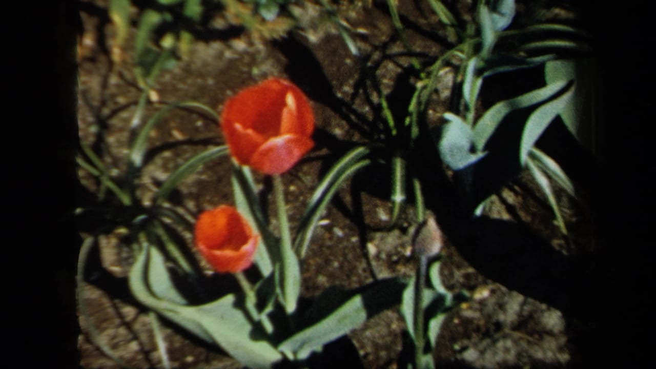 Two red tulips grow in a sunlit soil bed with broad green leaves.