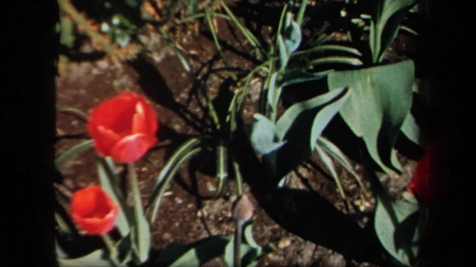 Close-up 8mm view of red tulips, green foliage, and soil in the garden, with strong sun and shadow.