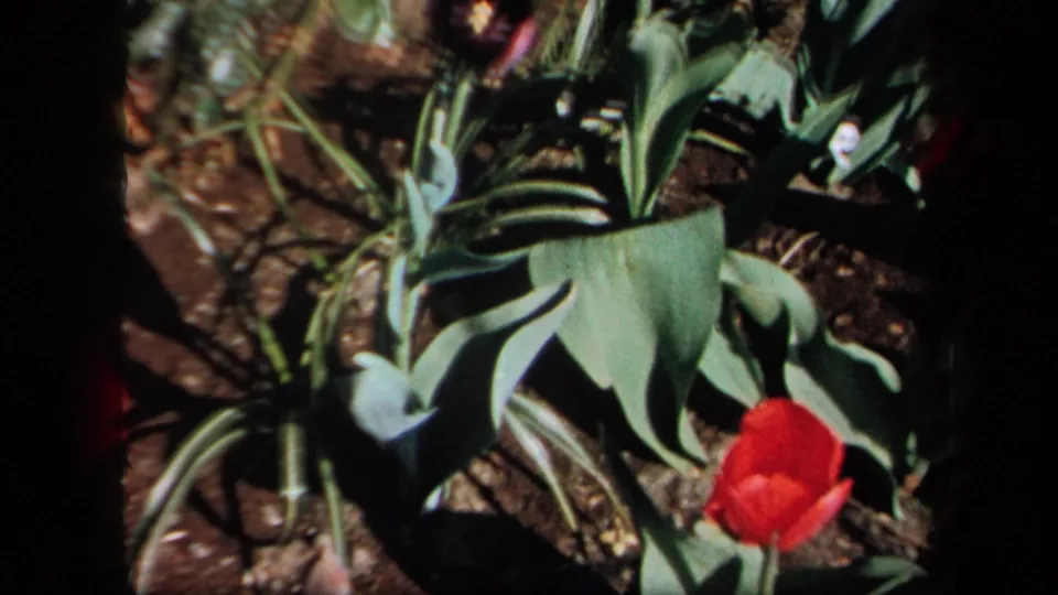 The final frame shows red tulips, large green leaves, and soil in the same 1958 New York garden setting.
