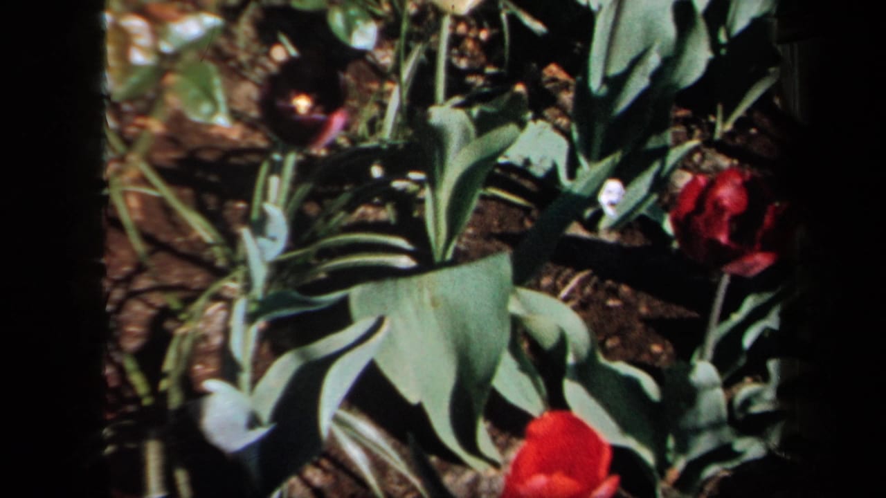 1958 New York 8mm frame showing red tulips among broad green leaves and dark garden soil, with soft focus and color film grain.