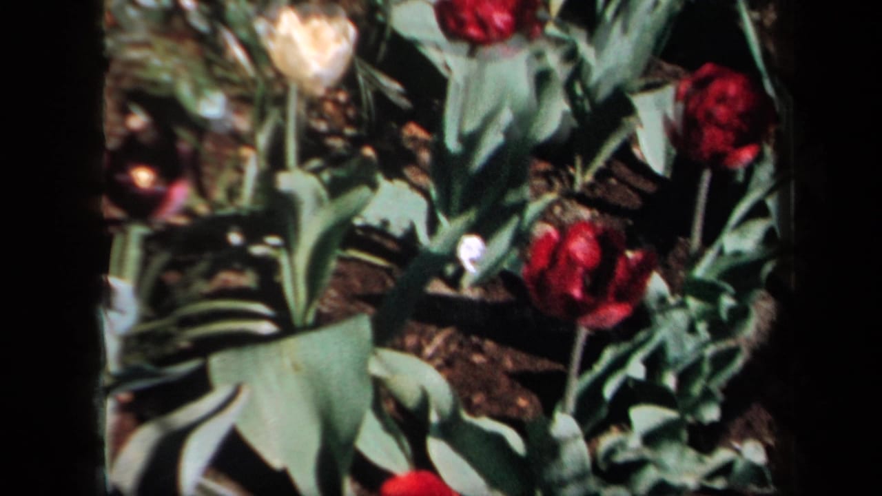 1958 New York home-movie frame of tulips in red and pale tones growing from a leafy garden bed with dark soil visible between plants.
