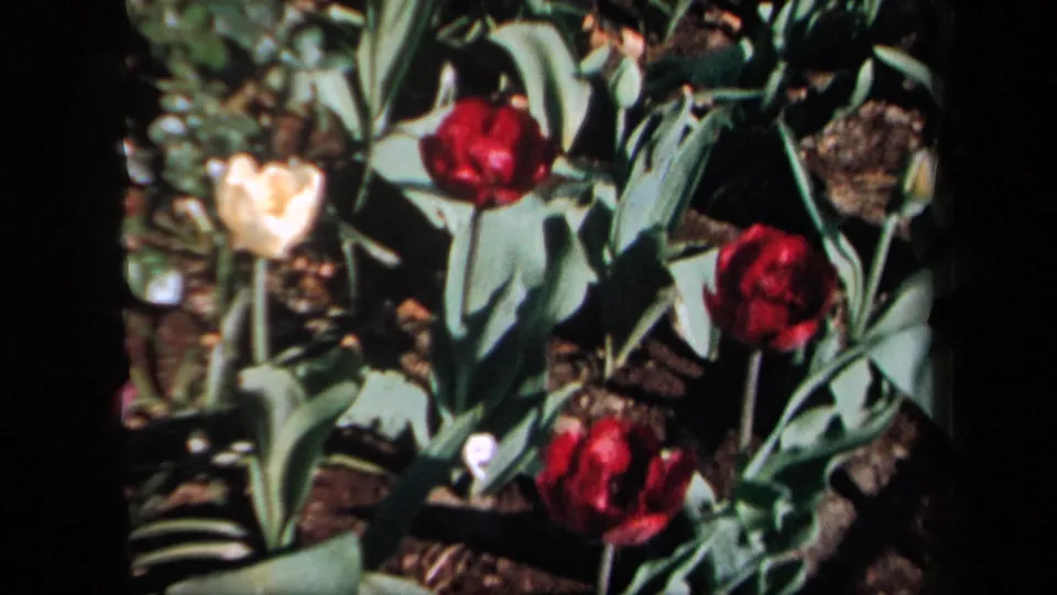 1958 New York 8mm frame showing white and red tulips clustered with broad green leaves, dark soil, and a soft amateur-film look.