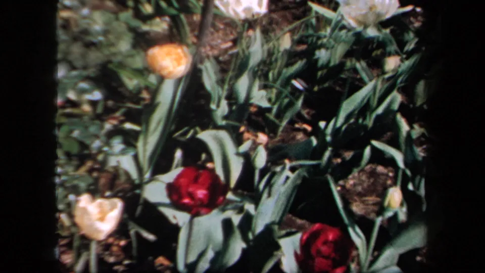 1958 New York home-movie frame with pale yellow and red tulips rising from green leaves and dark soil, softened by 8mm grain and blur.