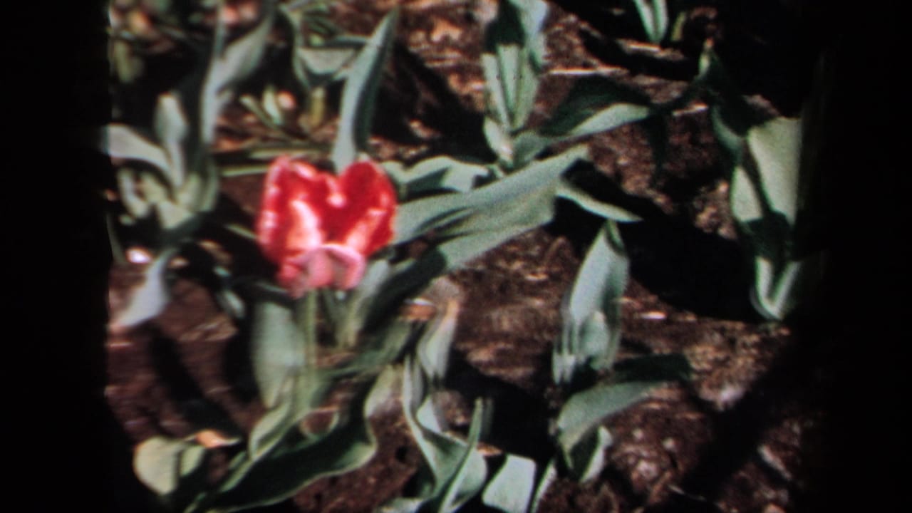 1958 New York 8mm frame showing a red tulip near pale green leaves and dark garden soil.