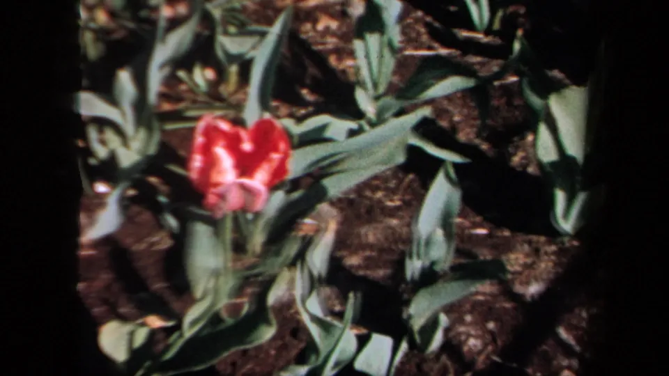 1958 New York 8mm frame showing a red tulip near pale green leaves and dark garden soil.