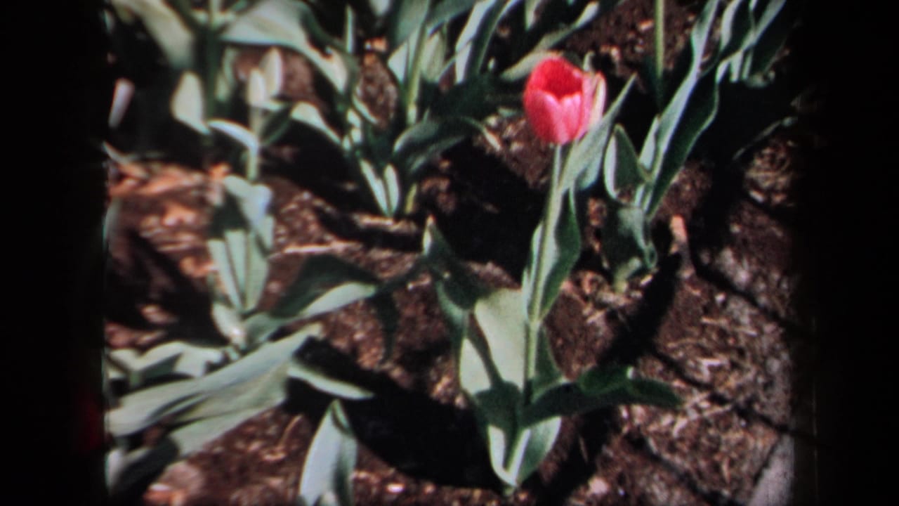 Red tulip bud with surrounding green leaves and dark soil.