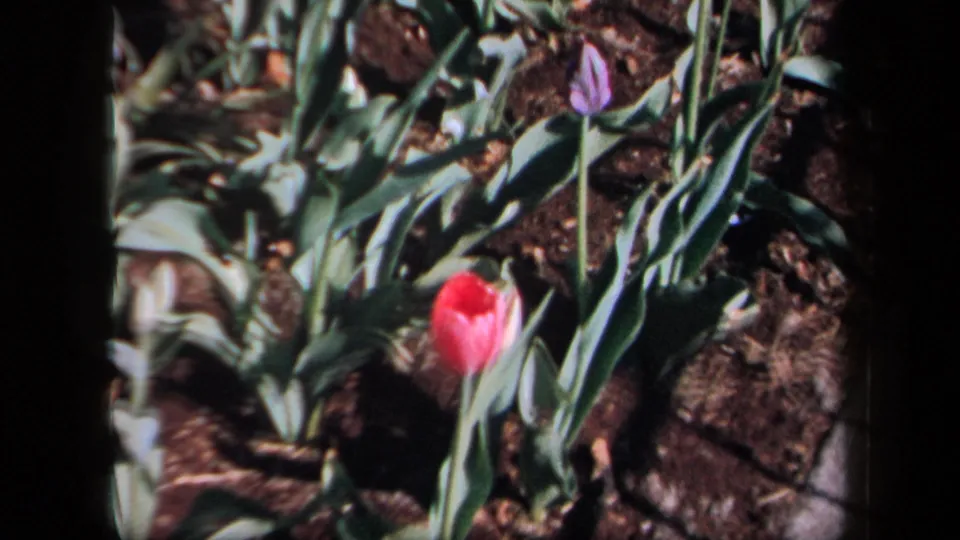 1958 New York 8mm frame showing a red tulip and purple bud among green leaves in a garden bed.