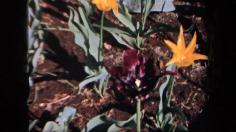 1958 New York 8mm frame with a yellow tulip and darker bloom surrounded by leaves and soil.