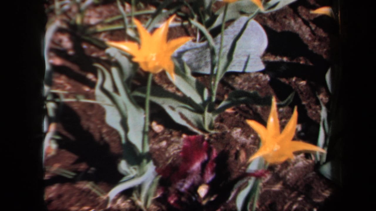 1958 New York 8mm frame showing yellow flowers and a dark purple bloom among green leaves and soil, with visible film borders.
