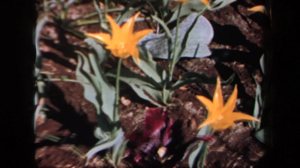 1958 New York 8mm frame showing yellow flowers and a dark purple bloom among green leaves and soil, with visible film borders.